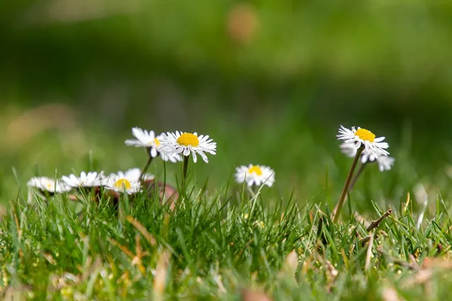 Load image into Gallery viewer, DAISY HULA HOOP AND BUTTERFLY
