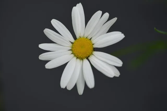 Load image into Gallery viewer, DAISY HULA HOOP AND BUTTERFLY
