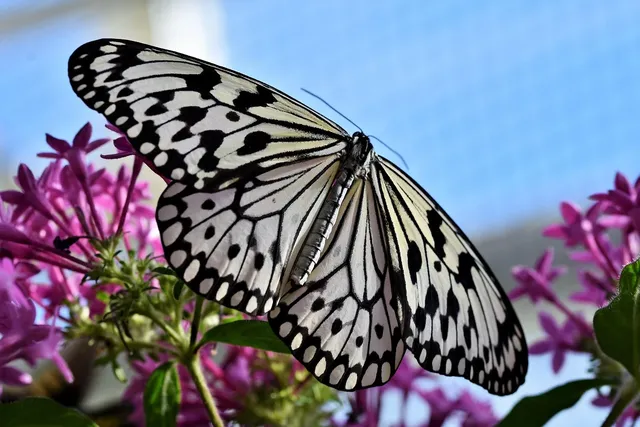 Load image into Gallery viewer, Pave Butterfly Hoops
