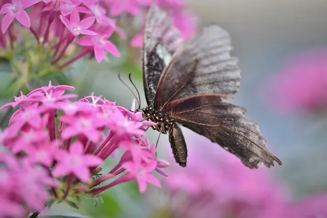 Load image into Gallery viewer, Pave Butterfly Hoops
