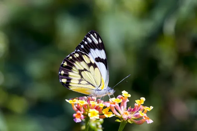 Load image into Gallery viewer, Pave Colored Stone Butterfly Necklace
