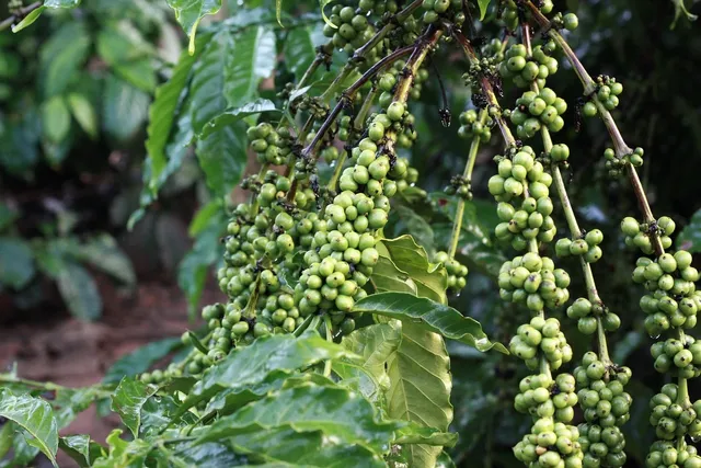 Coffee Bean Necklace