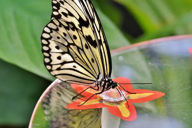 Load image into Gallery viewer, Pave Butterfly Hoops
